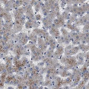 ATP5F1B antibody - image 1