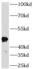 DPH6 antibody - image 1
