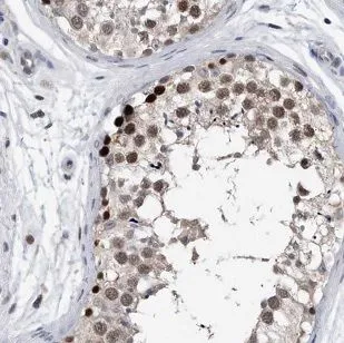 AUTS2 antibody - image 1