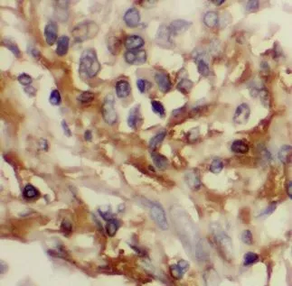 Bcl-XL antibody - image 1