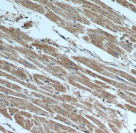beta actin antibody - image 1