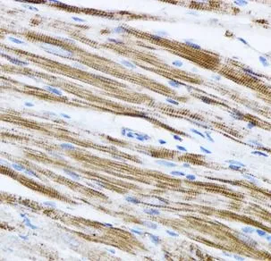 beta actin antibody - image 1