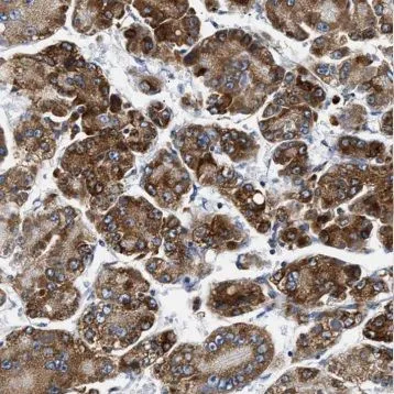 GDF2 antibody - image 1