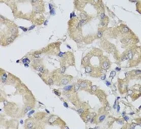 BPGM antibody - image 1