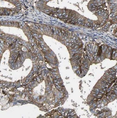 BVES antibody - image 1