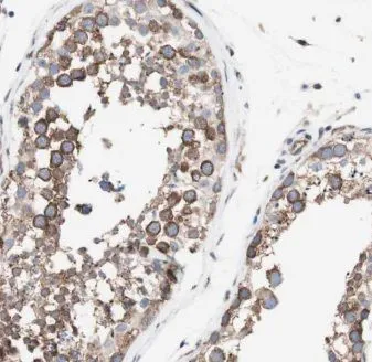 CFAP300 antibody - image 1