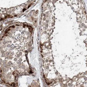 RUBCNL antibody - image 1