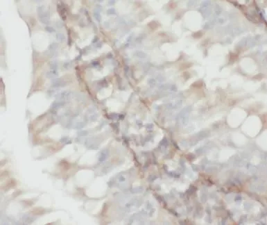 PPDPF antibody - image 1