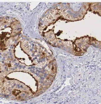 CALN1 antibody - image 1
