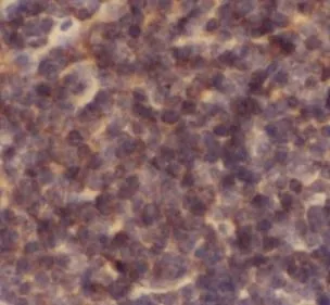 CASP1 antibody - image 1