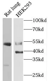 CASP12 antibody - image 1