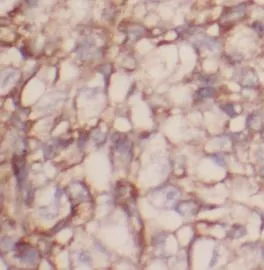 CASP9 antibody - image 1
