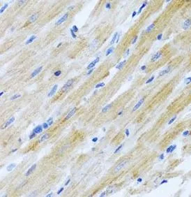 CCL17 antibody - image 1