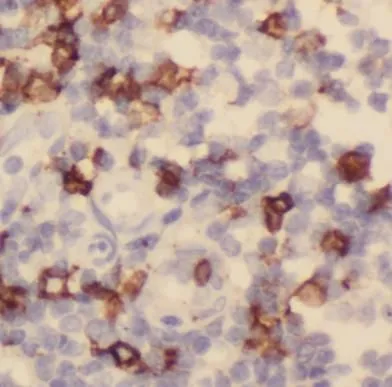 SDC1 antibody - image 1