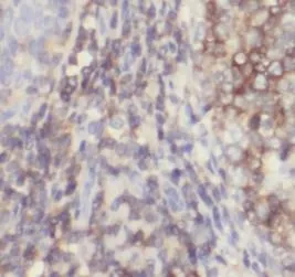CD3E antibody - image 1