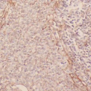 GP1BA antibody - image 1