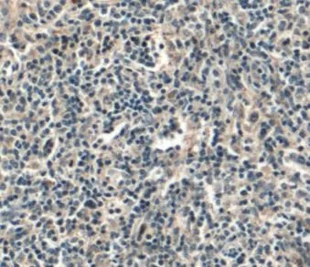 CD45 antibody - image 1