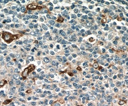CD68 antibody - image 1