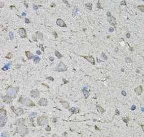 CDK10 antibody - image 1