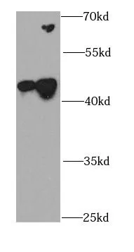 CDK10 antibody - image 2