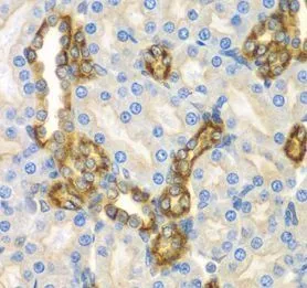 CNPY3 antibody - image 1