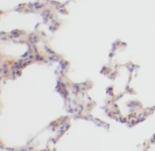 Collagen Type II antibody - image 1