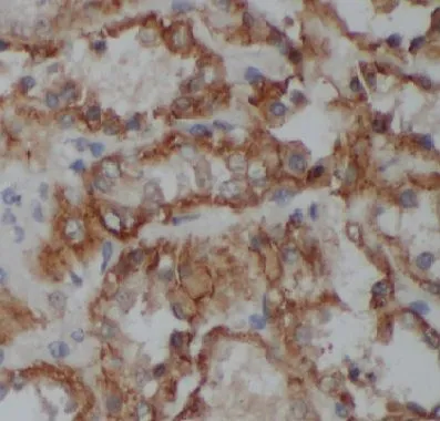 COPS3 antibody - image 1