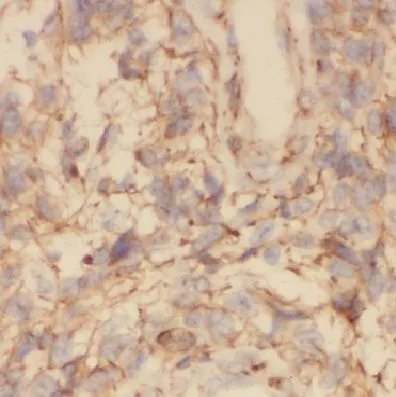 COX7C antibody - image 1