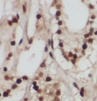 GPS1 antibody - image 1