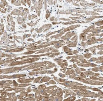 CCN2 antibody - image 1