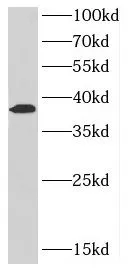 CCN2 antibody - image 2