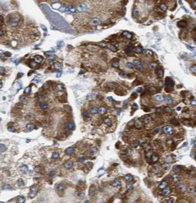 CYB5R3 antibody - image 1