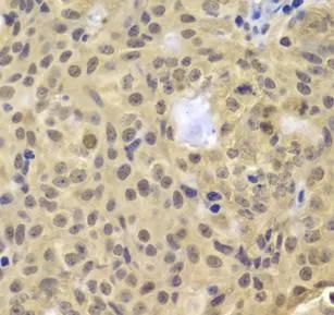 CCNA2 antibody - image 1