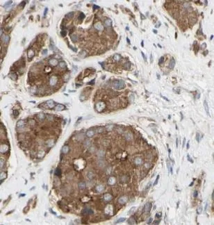CCNB1 antibody - image 1