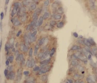 CST7 antibody - image 1