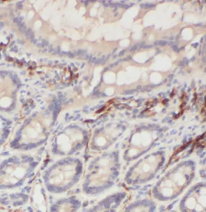 DEFA1 antibody - image 1
