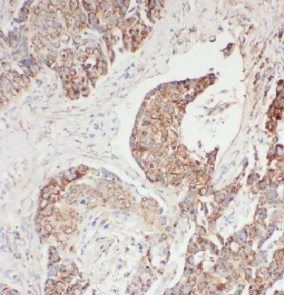 EDC4 antibody - image 1