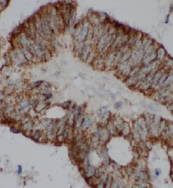 EIF2S1 antibody - image 1