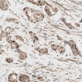 Eif6 antibody - image 1