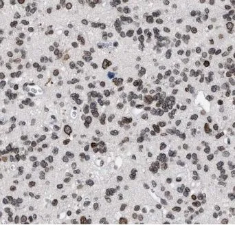 ELMOD1 antibody - image 1