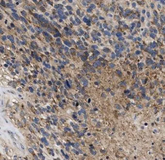 ENPP5 antibody - image 1