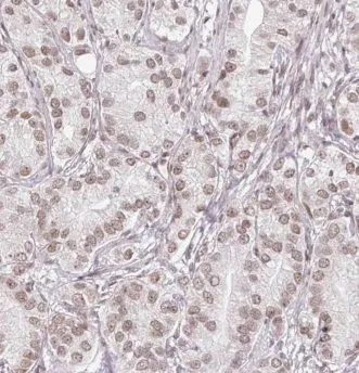 EYA2 antibody - image 1