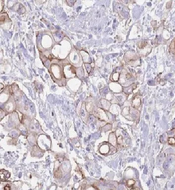 RTL8C antibody - image 1