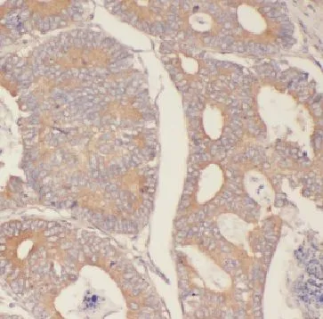 FBXW2 antibody - image 1