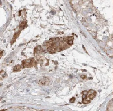 FDXACB1 antibody - image 1