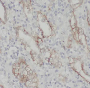 FKBP7 antibody - image 1