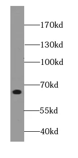 FZD10 antibody - image 2
