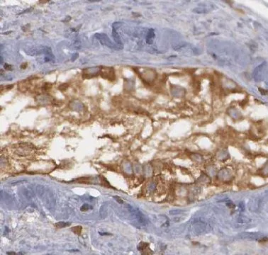 NR6A1 antibody - image 1
