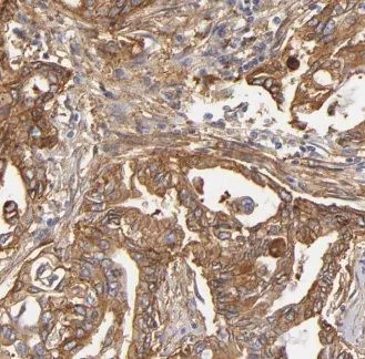 GNPDA1 antibody - image 1