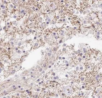 GPRASP2 antibody - image 1